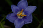 Prairie pleatleaf